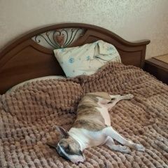 Подробнее об объявлении «Москва Пропала собака кобель» Фото: пропала собака Бультерьер «Москва Пропала собака кобель» в г. Москва