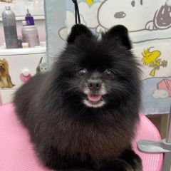 Подробнее об объявлении «Старощербиновская Пропала собака кобель черный шпиц» Фото: пропала собака Японский шпиц «Старощербиновская Пропала собака кобель черный...» в г. Старощербиновская
