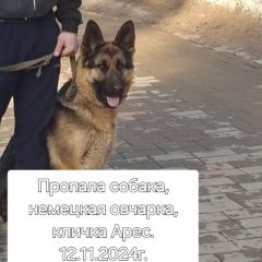 Подробнее об объявлении «Пропала собака кобель, немецкая овчарка Жуковский» Фото: пропала собака Немецкая овчарка «Пропала собака кобель, немецкая овчарка Жуковский» в г. Жуковский