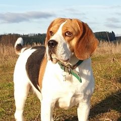 Подробнее об объявлении «Глазов Пропала собака кобель породы бигль» Фото: пропала собака Бигль «Глазов Пропала собака кобель породы бигль» в г. Глазов