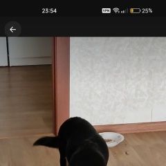 Подробнее об объявлении «Афипский Пропала собака кобель» Фото: пропала собака  «Афипский Пропала собака кобель» в г. Афипский