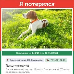 Подробнее об объявлении «Пропала собака Одинцово» Фото: пропала собака  «Пропала собака Одинцово» в г. Одинцово