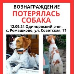 Подробнее об объявлении «Пропала собака вознаграждение Одинцово» Фото: пропала собака  «Пропала собака вознаграждение Одинцово» в г. Одинцово