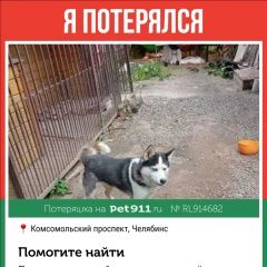 Подробнее об объявлении «Челябинск Пропала собака» Фото: пропала собака  «Челябинск Пропала собака» в г. Челябинск