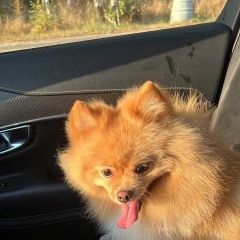 Подробнее об объявлении «Москва Пропала собака кобель вознаграждение» Фото: пропала собака Немецкий шпиц «Москва Пропала собака кобель вознаграждение» в г. Москва