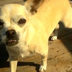 Подробнее об объявлении «Пропала собака. парода- чихуахуа. Горловка» Фото: пропала собака Чихуахуа «Пропала собака. парода- чихуахуа. Горловка» в г. Горловка