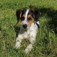 Подробнее об объявлении «Адлер Пропала собака помогите найти моню» Фото: пропала собака  «Адлер Пропала собака помогите найти моню» в г. Адлер