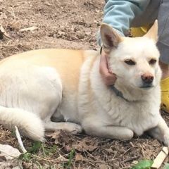 Подробнее об объявлении «Симферополь Пропала собака» Фото: пропала собака  «Симферополь Пропала собака» в г. Симферополь