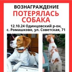 Подробнее об объявлении «Пропала собака помогите найти девочку Одинцово» Фото: пропала собака  «Пропала собака помогите найти девочку Одинцово» в г. Одинцово