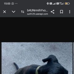 Подробнее об объявлении «Гатчина Пропала собака кобель щенок» Фото: пропала собака Кане-корсо «Гатчина Пропала собака кобель щенок» в г. Гатчина