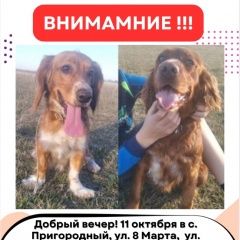 Подробнее об объявлении «Бишкек Пропала собака и девочки красавицы.» Фото: пропала собака Английский кокер-спаниель «Бишкек Пропала собака и девочки красавицы.» в г. Бишкек