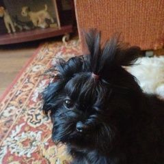 Подробнее об объявлении «Чебоксары Пропала собака кобель потерялась собака породы ши-тцу» Фото: пропала собака  «Чебоксары Пропала собака кобель потерялась...» в г. Чебоксары