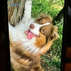 Подробнее об объявлении «Москва Пропала собака кобель» Фото: пропала собака  «Москва Пропала собака кобель» в г. Москва