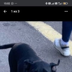 Подробнее об объявлении «Гатчина Пропала собака кобель щенок 4 месяца» Фото: пропала собака Кане-корсо «Гатчина Пропала собака кобель щенок 4 месяца» в г. Гатчина