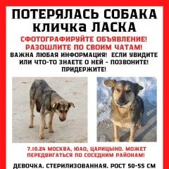 Подробнее об объявлении «Москва Пропала собака» Фото: пропала собака  «Москва Пропала собака» в г. Москва