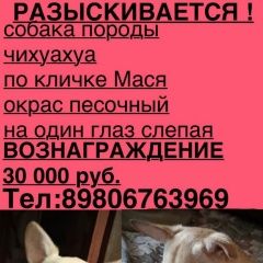 Подробнее об объявлении «Моршанск Пропала собака разыскивается чихуахуа» Фото: пропала собака Чихуахуа «Моршанск Пропала собака разыскивается чихуахуа» в г. Моршанск