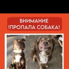 Подробнее об объявлении «Симферополь Пропала собака кобель помогите, пожалуйста» Фото: пропала собака  «Симферополь Пропала собака кобель помогите,...» в г. Симферополь