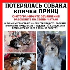 Подробнее об объявлении «Москва Пропала собака кобель щенок-мальчик бивер йорк, район кунцево» Фото: пропала собака Йоркширский терьер «Москва Пропала собака кобель щенок-мальчик...» в г. Москва