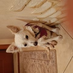 Подробнее об объявлении «Подольск Пропала собака девочка, 2 года» Фото: пропала собака  «Подольск Пропала собака девочка, 2 года» в г. Подольск