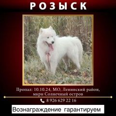 Подробнее об объявлении «Москва Пропала собака кобель самоед» Фото: пропала собака Самоедская лайка «Москва Пропала собака кобель самоед» в г. Москва