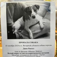 Подробнее об объявлении «Пропала собака кобель Ростов-на-Дону» Фото: пропала собака Джек рассел терьер «Пропала собака кобель Ростов-на-Дону» в г. Ростов-на-Дону
