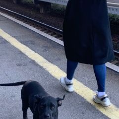 Подробнее об объявлении «Гатчина Пропала собака кобель щенок черного окраса» Фото: пропала собака Кане-корсо «Гатчина Пропала собака кобель щенок черного окраса» в г. Гатчина