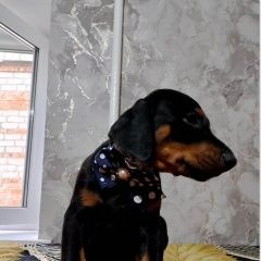 Подробнее об объявлении «Минеральные Воды Пропала собака щенок добермана» Фото: пропала собака Доберман «Минеральные Воды Пропала собака щенок добермана» в г. Минеральные Воды