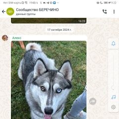Подробнее об объявлении «Кольчугино Пропала собака» Фото: пропала собака Ханаанская собака «Кольчугино Пропала собака» в г. Кольчугино