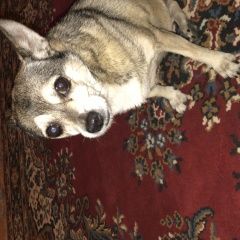 Подробнее об объявлении «Пропала собака Казань» Фото: пропала собака Русский той-терьер «Пропала собака Казань» в г. Казань