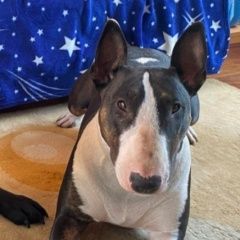 Подробнее об объявлении «Пропала собака люди помогите девочка бультерьер Москва» Фото: пропала собака  «Пропала собака люди помогите девочка бультерьер...» в г. Москва