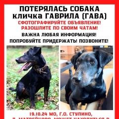 Подробнее об объявлении «Ступино Пропала собака кобель ягдтерьер гаврила» Фото: пропала собака Ягд-терьер «Ступино Пропала собака кобель ягдтерьер гаврила» в г. Ступино