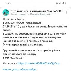 Подробнее об объявлении «Пропала собака кобель крупный пес бигги. раменский райо Раменское» Фото: пропала собака  «Пропала собака кобель крупный пес бигги....» в г. Раменское