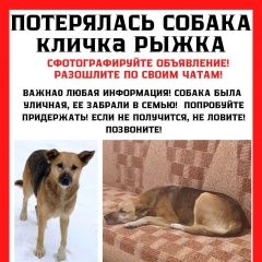 Подробнее об объявлении «Троицк Пропала собака девочка зовут рыжка» Фото: пропала собака  «Троицк Пропала собака девочка зовут рыжка» в г. Троицк