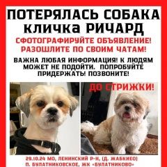 Подробнее об объявлении «Пропала собака кобель Видное» Фото: пропала собака  «Пропала собака кобель Видное» в г. Видное