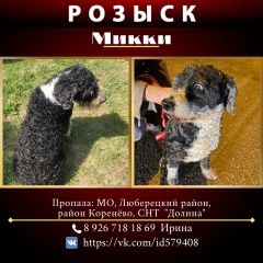 Подробнее об объявлении «Красково Пропала собака черно-белая, метис спаниеля» Фото: пропала собака  «Красково Пропала собака черно-белая, метис...» в г. Красково