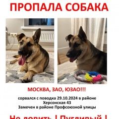 Подробнее об объявлении «Москва Пропала собака кобель» Фото: пропала собака  «Москва Пропала собака кобель» в г. Москва