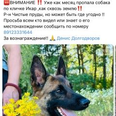 Подробнее об объявлении «Киров (Кировская обл.) Пропала собака кобель помогите найти» Фото: пропала собака Бельгийский малинуа «Киров (Кировская обл.) Пропала собака кобель...» в г. Киров (Кировская обл.)