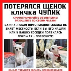 Подробнее об объявлении «Алексин Пропала собака» Фото: пропала собака  «Алексин Пропала собака» в г. Алексин