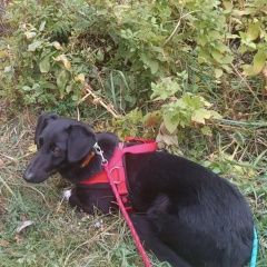 Подробнее об объявлении «Пропала собака кобель помогите вернуть любимца домой Москва» Фото: пропала собака  «Пропала собака кобель помогите вернуть любимца...» в г. Москва