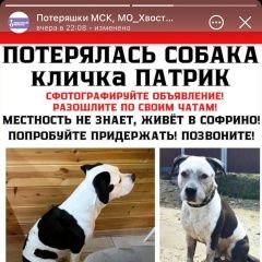 Подробнее об объявлении «Королев Пропала собака кобель питбуль» Фото: пропала собака  «Королев Пропала собака кобель питбуль» в г. Королев