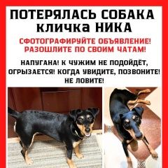 Подробнее об объявлении «Москва Пропала собака» Фото: пропала собака Ягд-терьер «Москва Пропала собака» в г. Москва