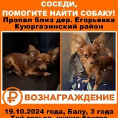 Подробнее об объявлении «Кумертау Пропала собака кобель» Фото: пропала собака Той-терьер «Кумертау Пропала собака кобель» в г. Кумертау