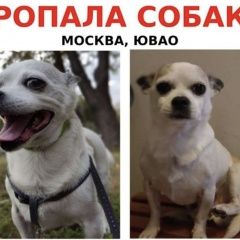 Подробнее об объявлении «Москва Пропала собака кобель» Фото: пропала собака Чау-чау «Москва Пропала собака кобель» в г. Москва