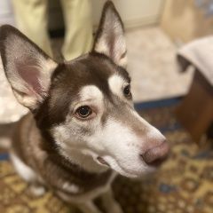 Подробнее об объявлении «Москва Пропала собака хаски рыжая» Фото: пропала собака  «Москва Пропала собака хаски рыжая» в г. Москва