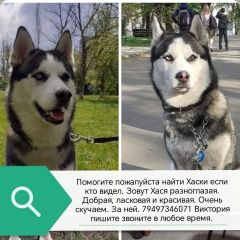 Подробнее об объявлении «Мариуполь Пропала собака хаски из мариуполя» Фото: пропала собака Сибирская хаски «Мариуполь Пропала собака хаски из мариуполя» в г. Мариуполь