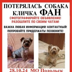 Подробнее об объявлении «Подольск Пропала собака помогите найти» Фото: пропала собака Йоркширский терьер «Подольск Пропала собака помогите найти» в г. Подольск