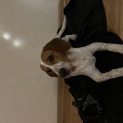 Подробнее об объявлении «Пропала собака кобель Батайск» Фото: пропала собака  «Пропала собака кобель Батайск» в г. Батайск