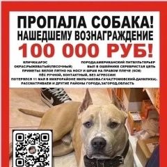 Подробнее об объявлении «Пропала собака кобель Пермь» Фото: пропала собака  «Пропала собака кобель Пермь» в г. Пермь