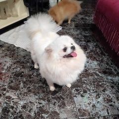 Подробнее об объявлении «Витебск Пропала собака белый шпиц девочка» Фото: пропала собака Померанский шпиц «Витебск Пропала собака белый шпиц девочка» в г. Витебск