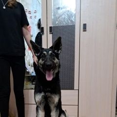 Подробнее об объявлении «Пропала собака потерялась сука восточно европейской овч Березовский (Свердловская обл.)» Фото: пропала собака Восточно-европейская овчарка «Пропала собака потерялась сука восточно...» в г. Березовский (Свердловская обл.)